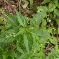 Micrococca mercurialis (L.) Benth.